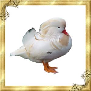 تخم نطفه دار اردک ماندارین سفید