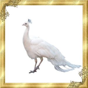 تخم نطفه دار طاووس سفید