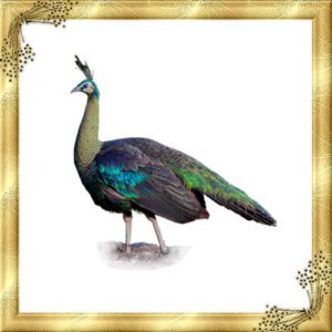 تخم نطفه دار طاووس مصری