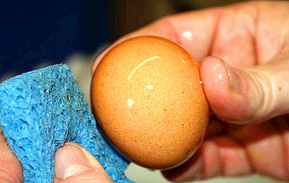 ضد عفونی و تمیز کردن تخم نطفه دار
